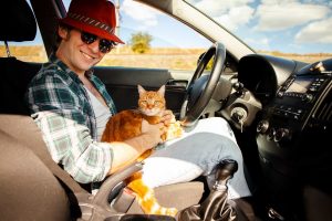 Voyage en voiture avec un chat